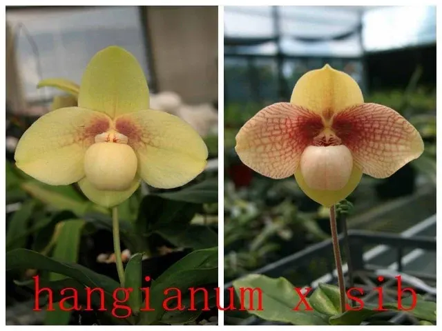 Paphiopedilum hangianum x hangianum '#102' (Paphiopedilum)