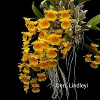 Dendrobium lindleyi
