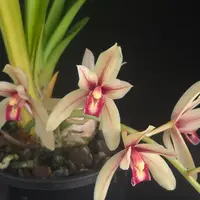 Cymbidium Ensi Canal