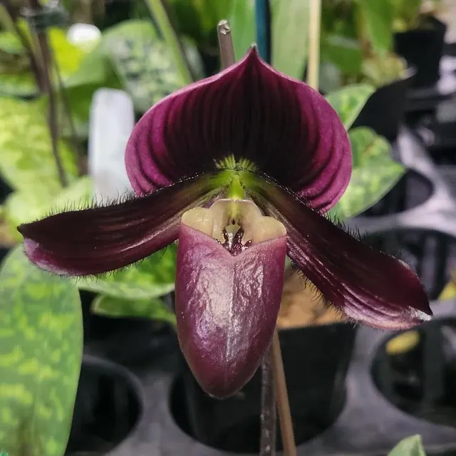 Paphiopedilum [Voodoo Cherry X ] (Paphiopedilum)