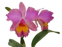 Rhyncholaeliocattleya Jorge Dávila Vásquez
