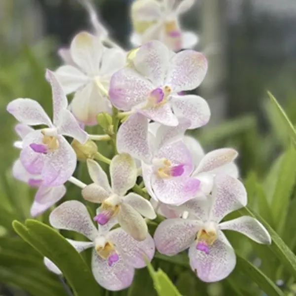Mokara Praya Beauty