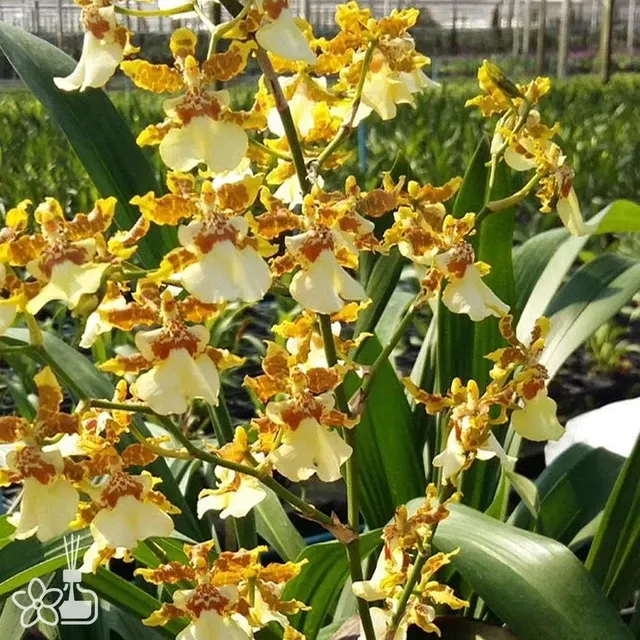 Oncidium Yuan Nan Gold (Oncidium)
