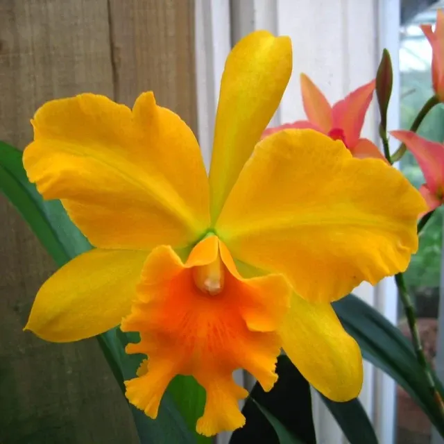 Rhyncholaeliocattleya Haw Yuan Gold