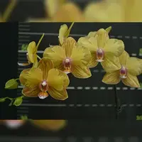 Phalaenopsis Jiuhbao Queen Diamond 2.5"