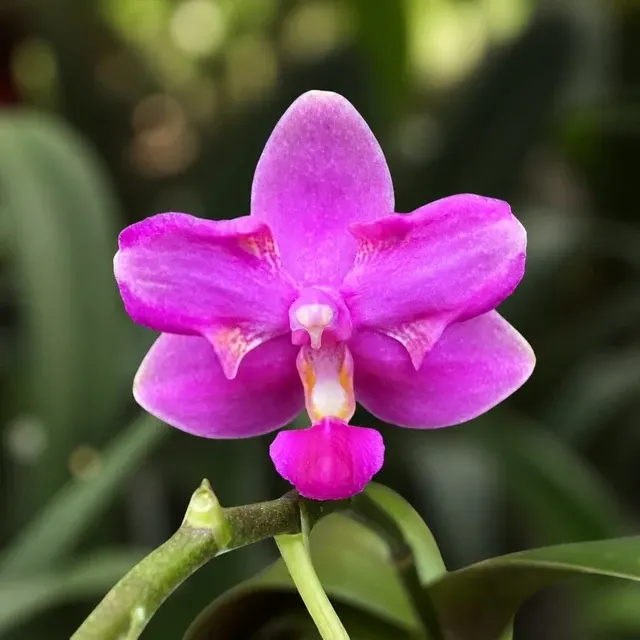 Phalaenopsis Purple Gem - Parfumata 'Es'
