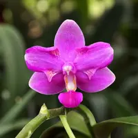 Phalaenopsis Purple Gem 'Es' (peloric) - parfumata