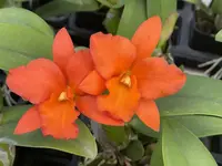 Blc. Dan O’Neil ‘Jubilee’ HCC/AOS 3″