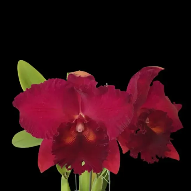 Cattleya Alliance: Rlc. Siao-Cing Beauty 'Red Rose'