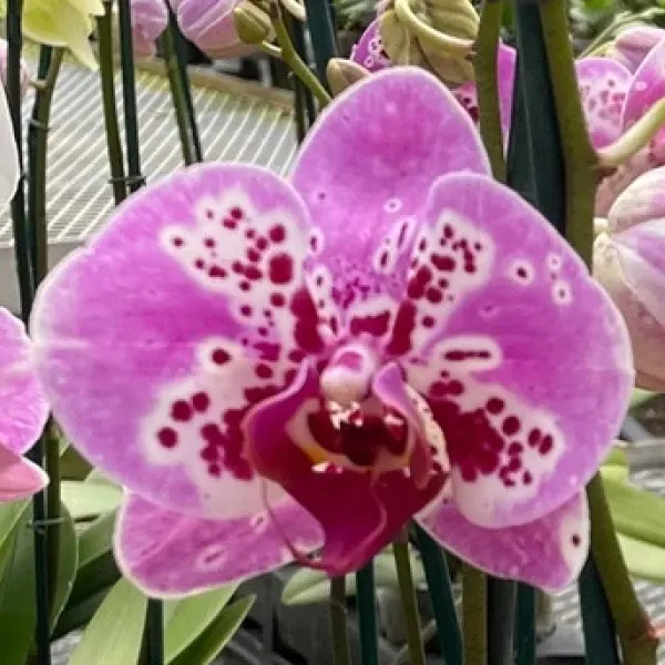 Phalaenopsis Iconia