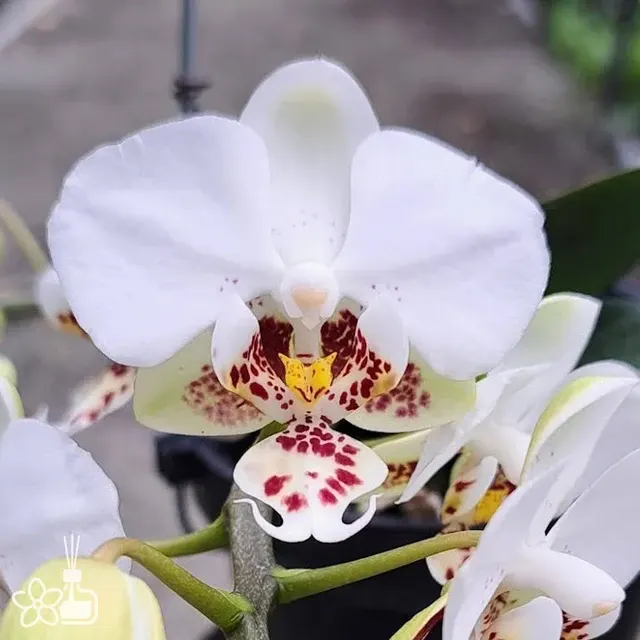 Phalaenopsis stuartiana 'Round' (Phalaenopsis)