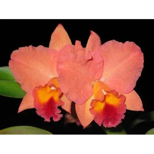 Sophrolaeliocattleya Final Touch 'Mendenhall'