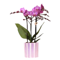 Paarse orchidee Vienna in Painted Stripe pot | lila