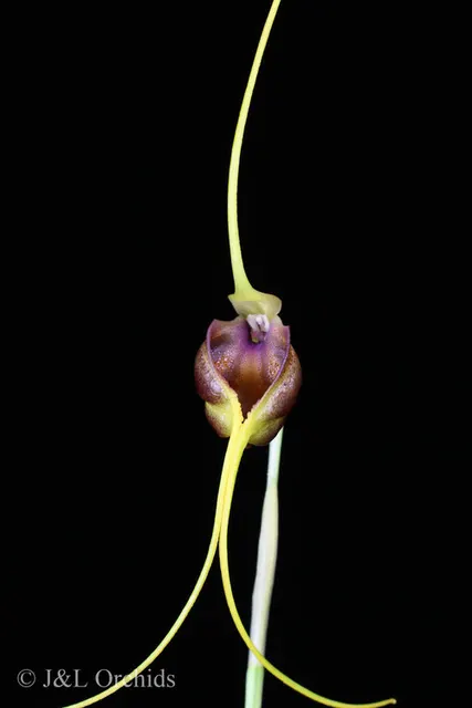 Masdevallia trochilus (Masdevallia)