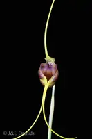 Masdevallia trochilus