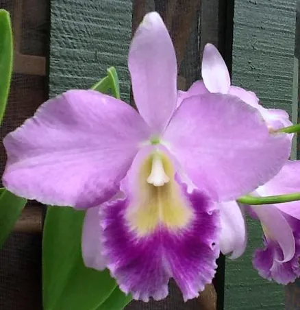 Brassolaeliocattleya Victoria 'Blue Bird' (Brassolaeliocattleya)