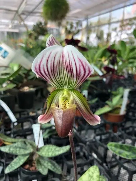 Paphiopedilum callosum 'sublaeve'