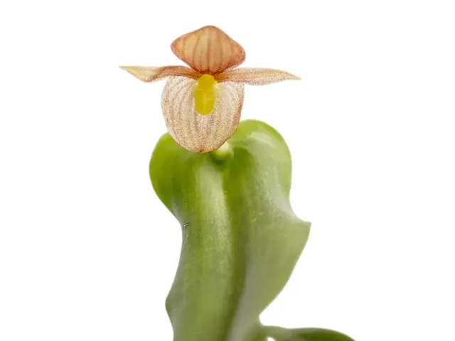 Pleurothallis cardiostola