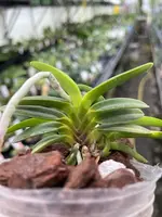 Neofinetia falcata ‘Kinkujaku’