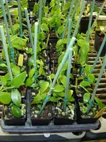 Sale! 3 Baby Vanilla planifolia vines in 2-inch pot, fast grower