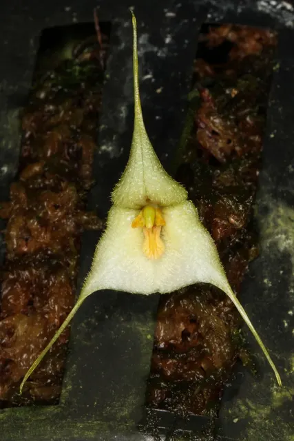 Dracula deltoidea (Dracula)