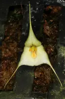 Dracula deltoidea