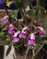 Cattleya schilleriana