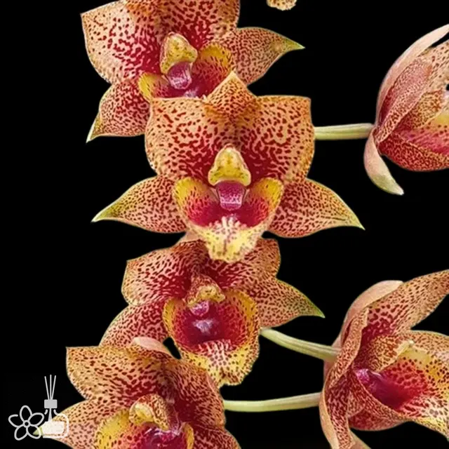 Fredclarkeara After Dark 'Baker's Burgundy Smile'