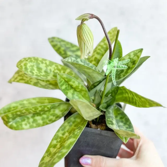 Paphiopedilum montera 'Vogue'