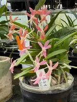 Neofinetia falcata ‘Juhongseong’