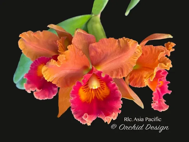 Rhyncholaeliocattleya Asia Pacific