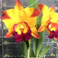 Rhyncholaeliocattleya YU Toung Moon 'Caimito' 4.0" Fragrant
