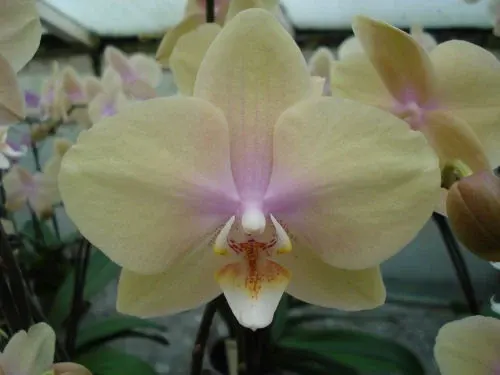 Phalaenopsis SOGO ROMANTIC