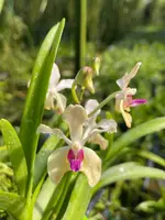 Vanda Badejoko Olunloyo