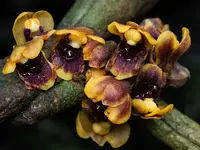 Luisia zollingeri