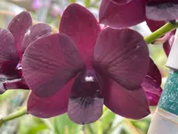 Den. Kalapana Nights ‘Kanikapila’