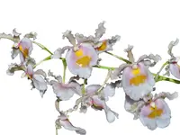 Oncidium fuscatum f. alba