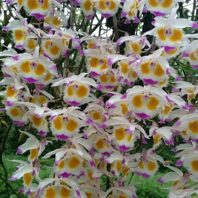 Dendrobium devonianum from (Dendrobium)