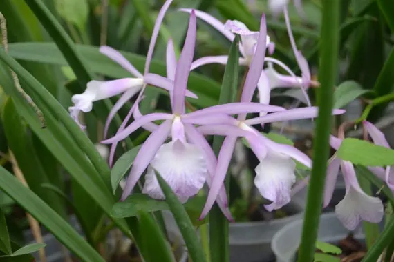 Brassocattleya Jairak Kiku