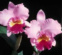 Lc. Irene Finney 'Spring Bounty' AM/AOS.