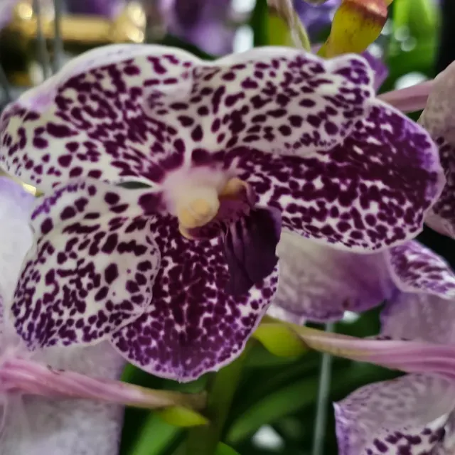 Vanda Hybrids (Vanda)