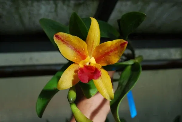Laeliocattleya NETRASIRI STARBRIGHT