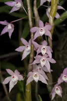 Dendrobium hercoglossum