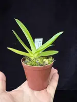 Paphiopedilum supardii