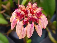 Bulbophyllum roxburghii