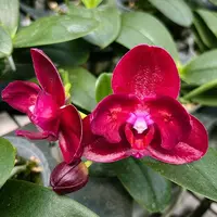 Phalaenopsis Haur Jih Fancy (peloric) - parfumat — fara flori, frunze cu defecte - ghiveci 2.5 inch