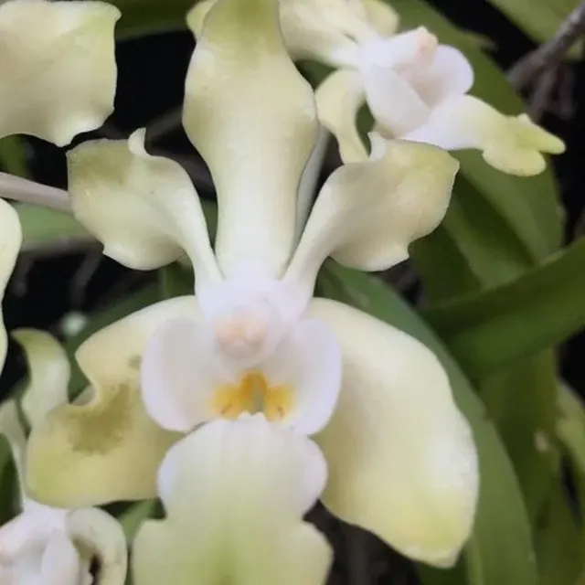 Vanda denisoniana 'Alba' (Vanda)