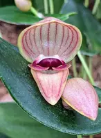 Pleurothallis palliolata