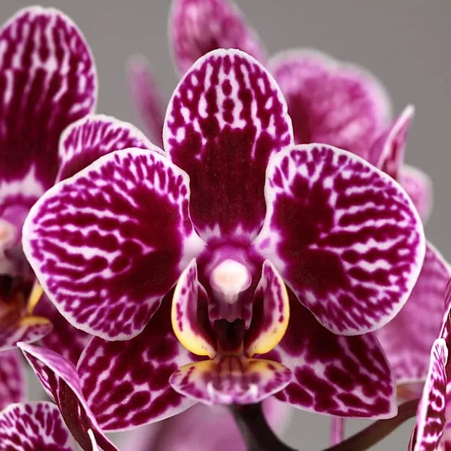 Phalaenopsis LiHsin Dark Slash