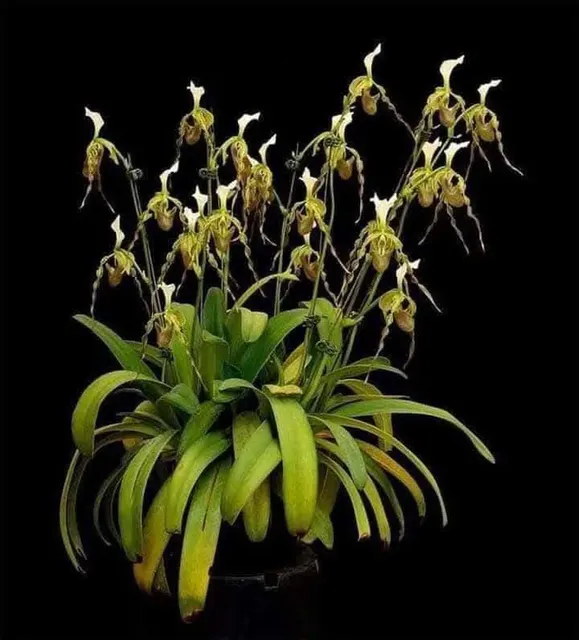 Paphiopedilum dianthum (Paphiopedilum)